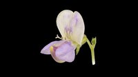 Iris flower with lavender and cream petals isolated on transparent background, ready for clipart, t-shirt design, stickers, sublimation and print-on-demand projects.