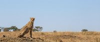 Majestic cheetah sitting alert on African savanna grassland with acacia trees in background under clear blue sky during golden hour wildlife photography.