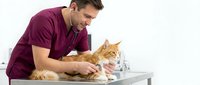 Veterinarian examining orange tabby cat on metal table in modern clinic. Professional male doctor in burgundy scrubs providing healthcare checkup for pet.