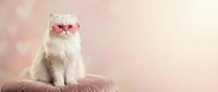 Adorable white fluffy kitten wearing pink heart-shaped sunglasses sitting on velvet cushion against soft bokeh background for Valentine's Day themes.