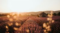 Lavender field at golden hour sunset with rustic farmhouse and rolling hills creating peaceful countryside atmosphere for relaxation and wellness themes.