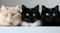Three adorable domestic cats sitting together - orange tabby and two black kittens with bright eyes looking at camera for pet adoption or veterinary care.