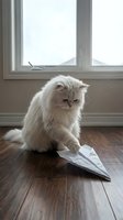 Fluffy white long-haired cat sitting on wooden floor next to paper airplane, looking at camera by window with snowy landscape view.