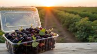 Fresh blackberries in plastic container on wooden table at sunset with vineyard background for healthy eating and organic farming concepts.