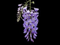Purple wisteria flower cluster with cascading blooms isolated on transparent background, ready for t-shirt designs, clipart, stickers, and print-on-demand products.