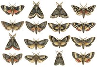 Vintage moth and butterfly collection with detailed wings in gold, cream, and rust tones, isolated on white background for design, educational, and decorative use.