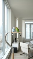 Two colorful budgerigars perched on a stand in a bright modern apartment interior with large windows and city view.