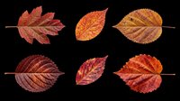 Autumn leaves in various shades of red, orange, and brown isolated on transparent background. Ready for t-shirt designs, clipart, stickers, sublimation, and print-on-demand projects.