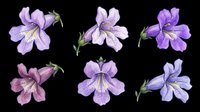 Watercolor purple iris flowers in various blooming stages, isolated on transparent background. Ready for clipart, t-shirt design, stickers, sublimation, print-on-demand products and digital crafts.