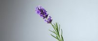 Fresh lavender flower stem with purple blooms and green leaves isolated on clean white background for aromatherapy and wellness design projects.