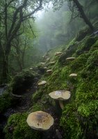 Mystical forest scene with wild mushrooms growing on mossy rocks along misty woodland path. Ethereal morning fog filters through ancient trees creating magical atmosphere.