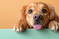 Playful golden retriever dog with bright blue eyes and pink tongue peeking over mint green surface against peachy orange background, looking up with paws visible.