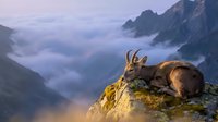 Mountain goat resting on rocky cliff overlooking misty valley at sunrise with dramatic alpine landscape and golden light illuminating rugged peaks and clouds.