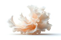 Delicate white rose with soft peach undertones on pure white background, petals layered in elegant ruffles creating gentle shadows and depth. Isolated floral element.