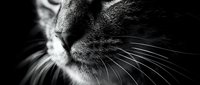 Close-up of a cat's face in profile, showing detailed whiskers and fur texture against a dark background. Monochrome portrait suitable for pet, animal, and wildlife content.