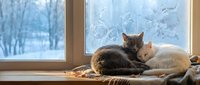 Tabby cat resting on windowsill with frost-covered winter window and snowy landscape behind, cozy indoor pet scene.