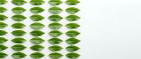 Arranged green leaves in repeating rows on white background, creating seamless pattern for design projects and botanical themes.