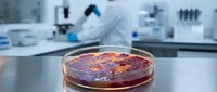 Laboratory cultured meat sample in petri dish with scientist researcher working in modern biotechnology facility background for food innovation studies.