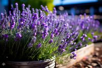Blooming lavender plants in rustic pot with soft focus background creates serene garden atmosphere, suitable for wellness and aromatherapy concepts.