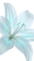 Delicate pale turquoise lily flower with translucent petals and visible stamens isolated on white background, suitable for botanical designs and wellness projects.