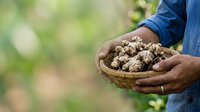 Farmer holding freshly harvested potatoes in wicker basket outdoors, agricultural harvest concept for farming, gardening, food production, and organic agriculture projects.