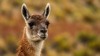 Young llama portrait with soft brown fur and alert ears against blurred autumn foliage background in natural outdoor setting.