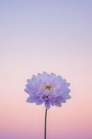 Single purple dahlia flower on pastel gradient background for minimalist floral design and botanical artwork projects.