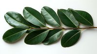 Fresh green rubber plant leaves arranged in symmetrical pattern on white background, showing natural texture and botanical details. Isolated specimen for design use.