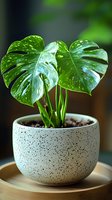Fresh Monstera deliciosa plant with glossy split leaves in modern speckled white ceramic pot on wooden tray, showing water droplets on foliage.