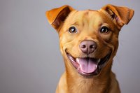 Happy smiling brown mixed breed dog with bright blue eyes and floppy ears against gray background, showing friendly expression and pink tongue in studio portrait.