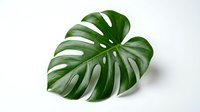 Monstera deliciosa leaf with natural holes isolated on white background, ready for design projects, botanical illustrations, and decorative applications.