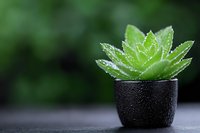 Small green succulent plant with water drops in black ceramic pot against dark background with soft bokeh effect and copy space for text.