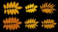 Six autumn rowan leaves in golden and orange tones, isolated on transparent background. Ready for clipart, stickers, t-shirt design, sublimation, and print on demand.