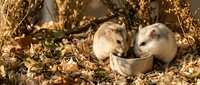 Two young rats with light cream-colored fur explore dried grasses and golden straw bedding in natural sunlight, suitable for pet care, animal behavior, and educational content.