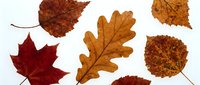 Collection of autumn leaves in warm colors including maple, oak and birch foliage isolated on white background for seasonal design projects.