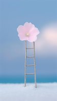 Delicate pink flower atop wooden ladder against dreamy blue sky background, creating surreal minimalist composition on white snow surface. Artistic nature concept.