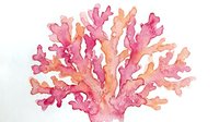 Watercolor coral reef illustration in pink and orange tones on white background, isolated marine life element for ocean-themed designs and decorations.