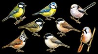 Colorful songbirds collection isolated on transparent background, ready for t-shirt designs, clipart, stickers, print-on-demand products, and sublimation projects.