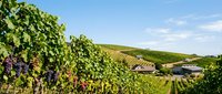 Vineyard landscape with ripe grape clusters on vines, rolling green hills, and rustic winery buildings under clear sky. Suitable for wine, agriculture, and travel content.