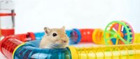 Hamster exploring colorful tunnel playground with toys and enrichment equipment for small pet care and animal training activities.