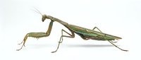 Praying mantis insect with green coloring positioned in hunting stance on white background, suitable for educational materials, wildlife guides, and nature documentation.