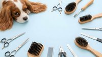 Cavalier King Charles Spaniel with brown and white coat viewed from above surrounded by professional grooming tools including brushes, scissors, and combs on light blue background.