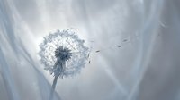 Delicate dandelion seedhead with dispersing seeds against soft, blurred background. Macro nature photography capturing fragile botanical details and seed dispersal process.