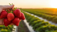 Fresh ripe strawberries held in hand over agricultural field during golden hour sunset, showcasing organic farm harvest and healthy fruit production.