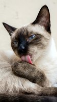 Siamese cat with blue eyes grooming paw showing pink tongue on neutral background for pet care and feline behavior content.