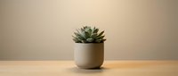 Small green succulent plant in modern beige ceramic pot on wooden table against neutral wall background for home decor and interior design projects.