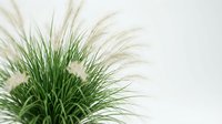 Ornamental grass with feathery plumes and green foliage against white background, isolated houseplant for interior design and landscaping projects.
