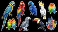 Colorful parrots and macaws collection isolated on transparent background. Includes blue, red, green, yellow, and gray birds in various poses. Ready for t-shirt design, clipart, stickers, sublimation, and print-on-demand products.