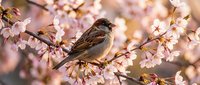 Small brown sparrow perched on blooming cherry blossom branch with delicate pink flowers in soft spring sunlight creating peaceful nature scene.