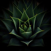 Close-up of dark green agave succulent plant with sharp pointed leaves and dramatic lighting creating shadows and highlights on natural geometric patterns.